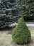 Spruce sapling in the vicinity of Borjomi Park