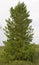 Spruce Siberian coniferous tree