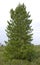 Spruce Siberian coniferous tree
