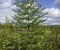 Spruce Siberian coniferous tree