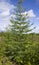 Spruce Siberian coniferous tree