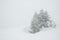 Spruce in snow storm