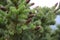 Spruce Tip Pine, Alaska