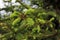 Spruce tips in the spring. Close-up of buds and young green conifer cones