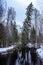 Spruce tree bend over forest creek, Northern Scandinavia, winter