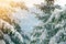 Spruce tree branch with green needles and cones covered with deep snow and hoarfrost and large snowflakes on blurred blue copy