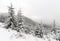 Spruce Tree foggy Forest Covered by Snow in Winter Landscape.