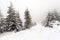 Spruce Tree foggy Forest Covered by Snow in Winter Landscape.