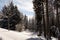 Spruce tree forest covered by fresh snow during Winter Christmas time. This winter scene is almost duotone due to the contrast