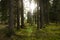Spruce Tree Forest, Sunbeams through illuminating Moss Covered Forest canopy