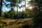 Spruce Tree Forest, Sunbeams through illuminating Moss Covered Forest canopy