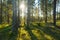 Spruce Tree Forest, Sunbeams shining through the trees illuminating Moss Covered Forest canopy