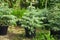 Spruce tree in greenhouse. Gardening and planting