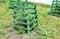 Spruce tree growing in a wooden protective crate