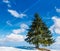Spruce tree on hillside on fine winter weather