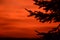 Spruce tree at sunset.