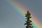 Spruce tree top brightened by a rainbow