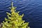 Spruce tree by water
