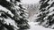 Spruce trees covered with fresh snow in the winter forest, in the snow falling.