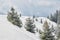 Spruce trees covered in hoarfrost under a snowy ridge, with light shining through the clouds, casting long shadows.