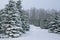 Spruce Trees Covered with Snow