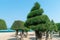 Spruce trees with a crown in the shape of a spiral on a sandy beach by sea