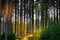 Spruce trees in a forest