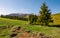 Spruce trees on a grassy meadow in mountains