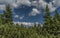 Spruce trees in Krkonose mountains