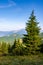 .spruce trees on the meadow in mountains