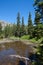 Spruce trees near the lake