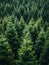 Spruce trees nursery or plantation, growing a young forest
