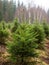 Spruce trees nursery or plantation, growing a young forest