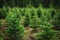 Spruce trees nursery or plantation, growing a young forest