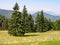 Spruce trees Picea abies in summer