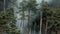 Spruce trees at risk, dangerous smoke in forest