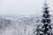 Spruce trees in a snow time, Poland