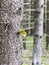 Spruce trunk with leaf in the foreground, blurred spruce forest background