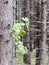 Spruce trunk with leaf in the foreground, blurred spruce forest background