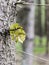 Spruce trunk with leaf in the foreground, blurred spruce forest background