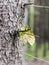 Spruce trunk with leaf in the foreground, blurred spruce forest background