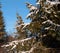 Spruce under parkling snow in winter forest