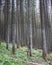 Spruces in the coniferous forest, abandoned trail, wild Carpathians environment