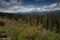 Spruces forest in the Carpathian mountains