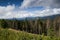 Spruces forest in the Carpathian mountains