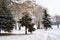 spruces n a park under snow