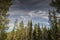 Spruces and pine trees in Swedish Lapland