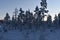 Spruces in taiga forest in wintertime during sunset