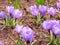 Sprung spring violets on the edge of a forest