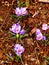 Sprung spring violets on the edge of a forest 9